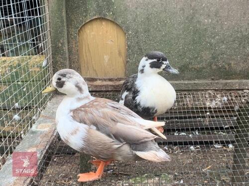 2 X 3YR BLUE MAGPIE CALL DUCKS BIDS PER LIFE