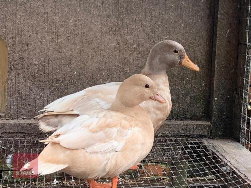 2 X 2YR BUFF CALL DUCKS BIDS PER LIFE