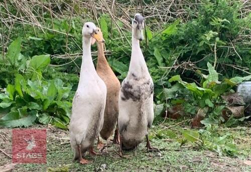 2 X 3YR INDIAN RUNNER DUCKS BIDS PER LIFE