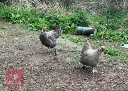 2 X 2YR LAYING HENS BIDS PER LIFE