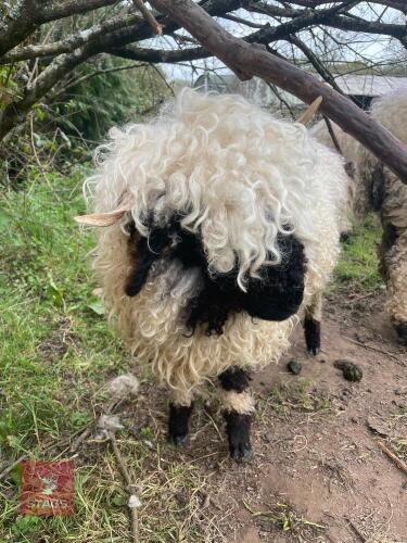 2 VBN & 1 GFD X VBN WETHER LAMBS BIDS PER LIFE