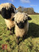 2 VBN & 1 GFD X VBN WETHER LAMBS BIDS PER LIFE - 2