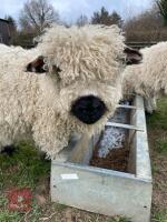 2 VBN & 1 GFD X VBN WETHER LAMBS BIDS PER LIFE - 3