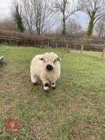 2 VBN & 1 GFD X VBN WETHER LAMBS BIDS PER LIFE - 5