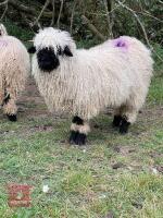 2 VBN & 1 GFD X VBN WETHER LAMBS BIDS PER LIFE - 6