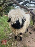 2 VBN & 1 GFD X VBN WETHER LAMBS BIDS PER LIFE - 7