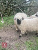 2 VBN & 1 GFD X VBN WETHER LAMBS BIDS PER LIFE - 8