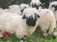 2 VBN & 1 GFD X VBN WETHER LAMBS BIDS PER LIFE - 9