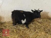 2 X 1YR PEDIGREE PYGMY NANNY GOATS BIDS PER LIFE