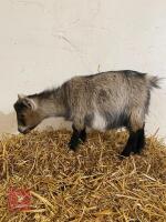 2 X 1YR PEDIGREE PYGMY NANNY GOATS BIDS PER LIFE - 2