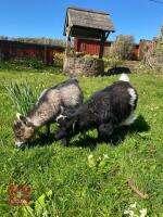 2 X 1YR PEDIGREE PYGMY NANNY GOATS BIDS PER LIFE - 3