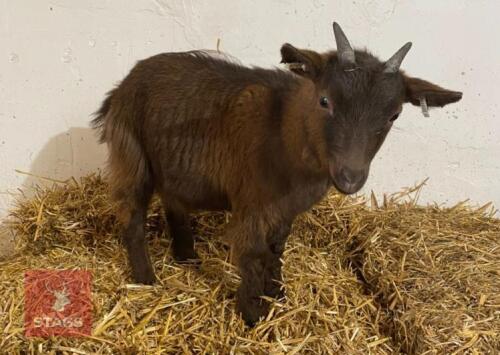 1YR PET REGISTERED PYGMY WETHER GOAT