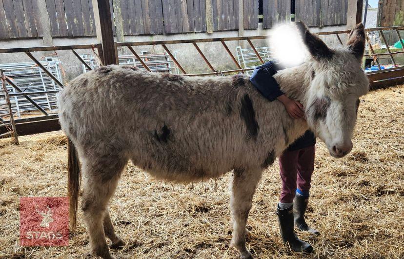 4YR JENNY DONKEY