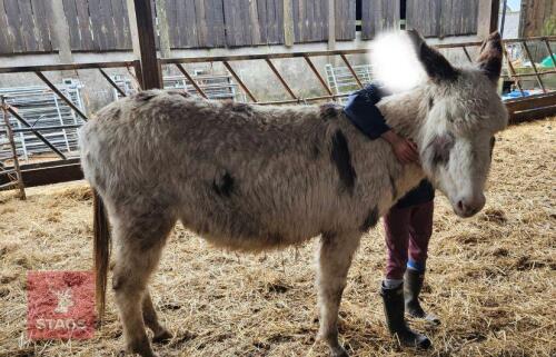 4YR JENNY DONKEY