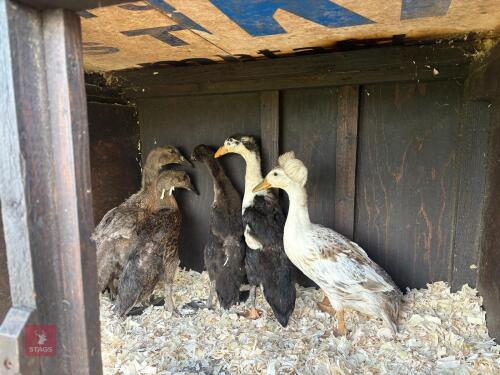 5 X 12WK UNSEXED INDIAN RUNNER DUCKS BIDS PER LIFE