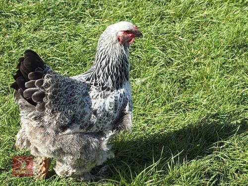 2 X 1YR LIGHT BRAHMA BIRDS BIDS PER LIFE