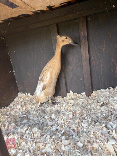 1YR FEMALE INDIAN RUNNER DUCK