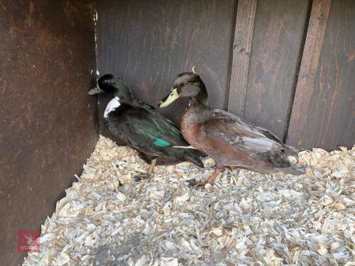 2 X 1YR MINIATURE DUCKS BIDS PER LIFE