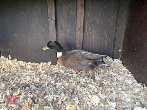 3 X 1YR DRAKE CALL DUCKS BIDS PER LIFE
