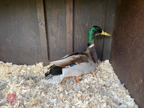 1YR DRAKE WILD MALLARD DUCK