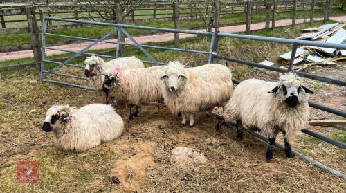 21 VALAIS CROSS STORE LAMBS BIDS PER LIFE