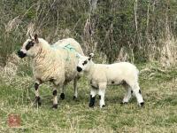 1 KERRY HILL X LEICESTER 2T EWE & LAMB BIDS PER LIFE - 3