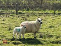 1 KERRY HILL 2T EWE & TEXEL LAMB AT FOOT BIDS PER LIFE - 2