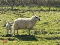 1 KERRY HILL 2T EWE & TEXEL LAMB AT FOOT BIDS PER LIFE - 3