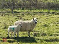 1 KERRY HILL 2T EWE & TEXEL LAMB AT FOOT BIDS PER LIFE - 4