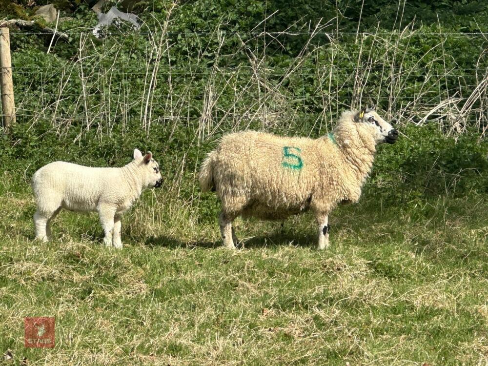 1 KERRY HILL FULL MOUTH EWE & TEXEL LAMB BIDS PER LIFE
