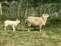 1 KERRY HILL FULL MOUTH EWE & TEXEL LAMB BIDS PER LIFE