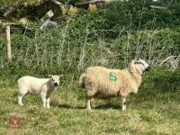 1 KERRY HILL FULL MOUTH EWE & TEXEL LAMB BIDS PER LIFE - 2