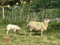 1 KERRY HILL FULL MOUTH EWE & TEXEL LAMB BIDS PER LIFE - 3