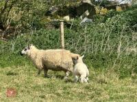 1 KERRY HILL FULL MOUTH EWE & TEXEL LAMB BIDS PER LIFE - 4