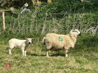 1 KERRY HILL FULL MOUTH EWE & TEXEL LAMB BIDS PER LIFE - 5