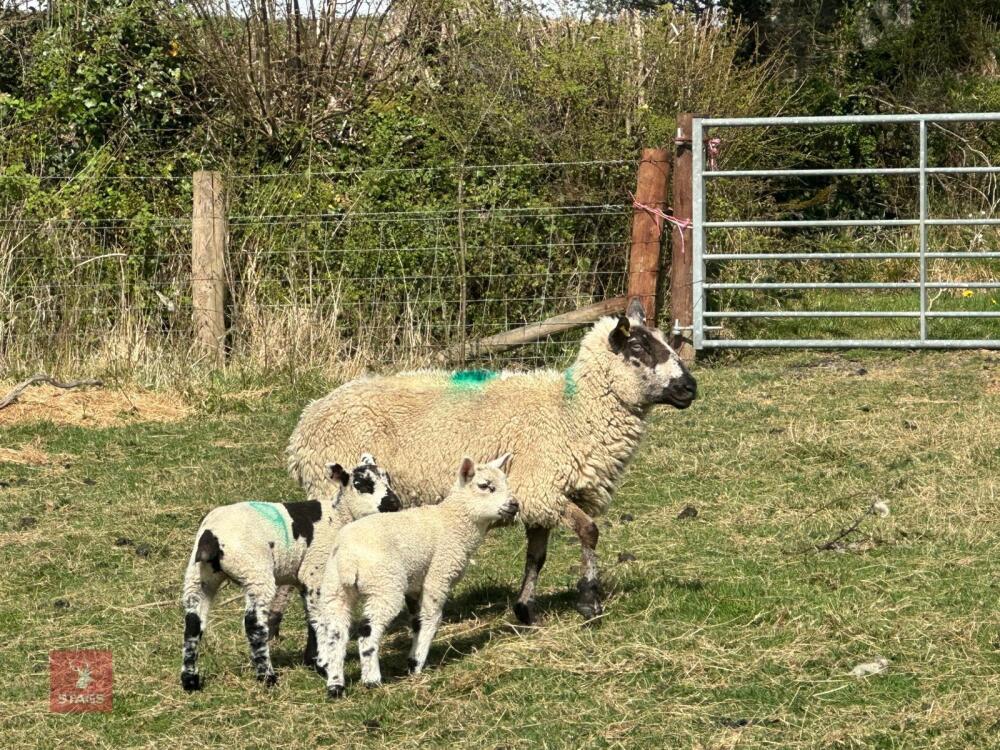 1 KERRY HILL FULL MOUTH EWE & 2 LAMBS BIDS PER LIFE
