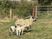 1 KERRY HILL FULL MOUTH EWE & 2 LAMBS BIDS PER LIFE