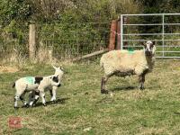 1 KERRY HILL FULL MOUTH EWE & 2 LAMBS BIDS PER LIFE - 2