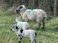 1 KERRY HILL FULL MOUTH EWE & 2 LAMBS BIDS PER LIFE - 3