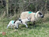 1 KERRY HILL FULL MOUTH EWE & 2 LAMBS BIDS PER LIFE - 4