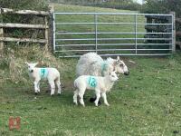 1 KERRY HILL FULL MOUTH EWE & 2 LAMBS BIDS PER LIFE - 2
