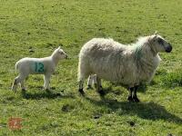 1 KERRY HILL FULL MOUTH EWE & 2 LAMBS BIDS PER LIFE - 3