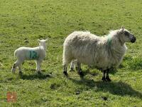 1 KERRY HILL FULL MOUTH EWE & 2 LAMBS BIDS PER LIFE - 4