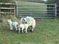 1 KERRY HILL FULL MOUTH EWE & 2 LAMBS BIDS PER LIFE - 5