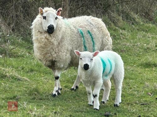 1 KERRY HILL 2T EWE & TEXEL LAMB BIDS PER LIFE