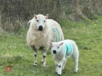 1 KERRY HILL 2T EWE & TEXEL LAMB BIDS PER LIFE - 2