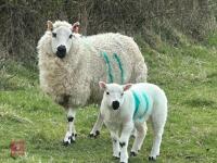 1 KERRY HILL 2T EWE & TEXEL LAMB BIDS PER LIFE - 4