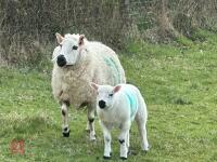 1 KERRY HILL 2T EWE & TEXEL LAMB BIDS PER LIFE - 5