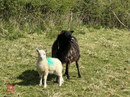 1 GOTLAND FULL MOUTH EWE & CHEVIOT LAMB BIDS PER LIFE