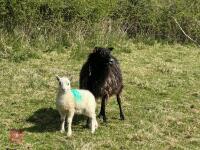 1 GOTLAND FULL MOUTH EWE & CHEVIOT LAMB BIDS PER LIFE